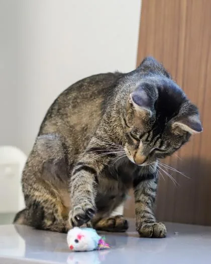 An adult small-sized female Domestic Short Hair cat named Augustine for adoption in West Seneca, NY