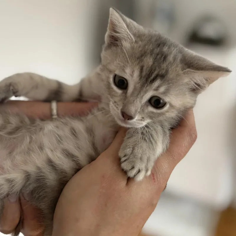 A baby medium-sized female Gray & White Domestic Short Hair cat named Spring for adoption in Nantucket, MA