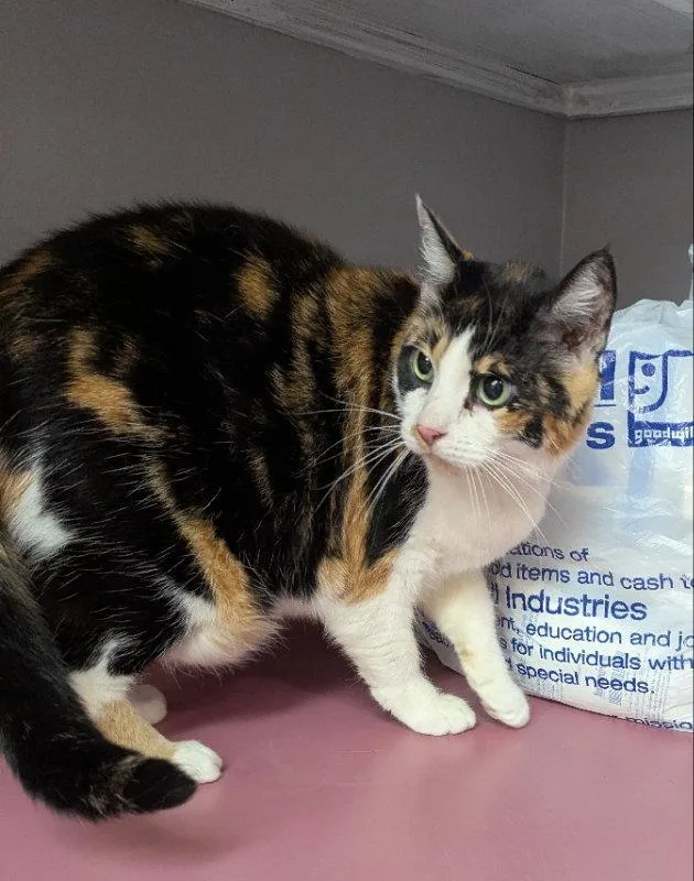 A senior medium-sized female Calico cat named Macie for adoption in Ocala, FL