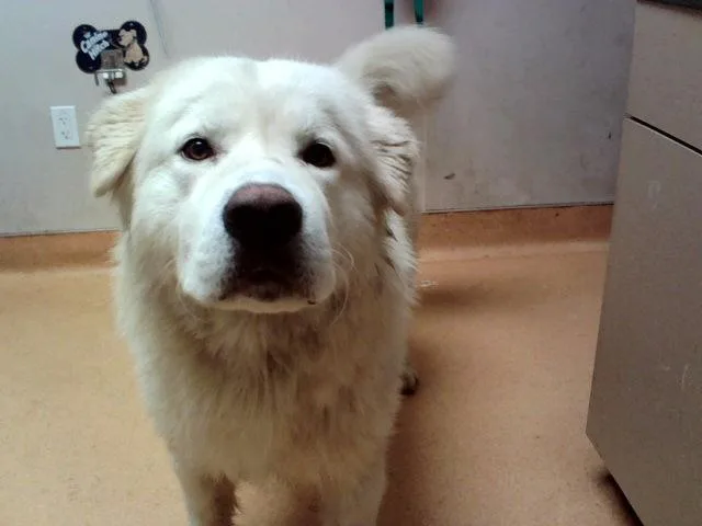An adult large-sized male Great Pyrenees dog named Apollo for adoption in Martinez, CA