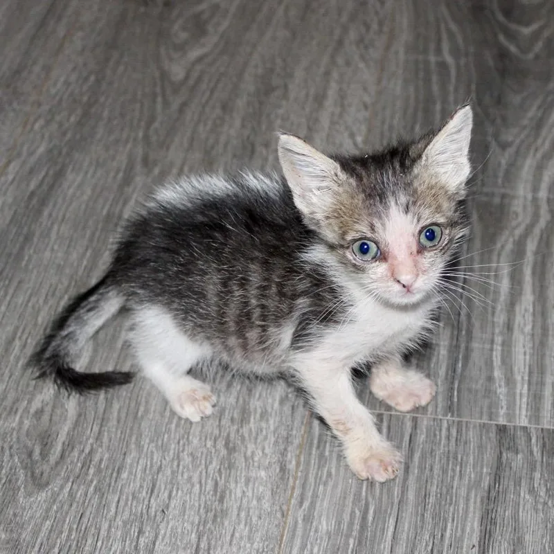 A baby small-sized male Brown / Chocolate Domestic Short Hair cat named Bubbles for adoption in Corpus Christi, TX