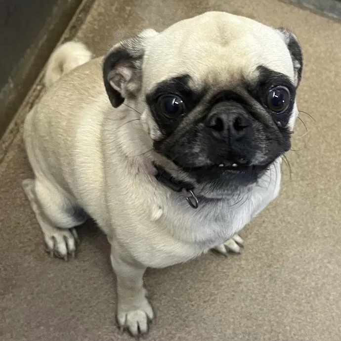 A young small-sized female Apricot / Beige Pug dog named Sweetie Pie for adoption in Hurricane, UT