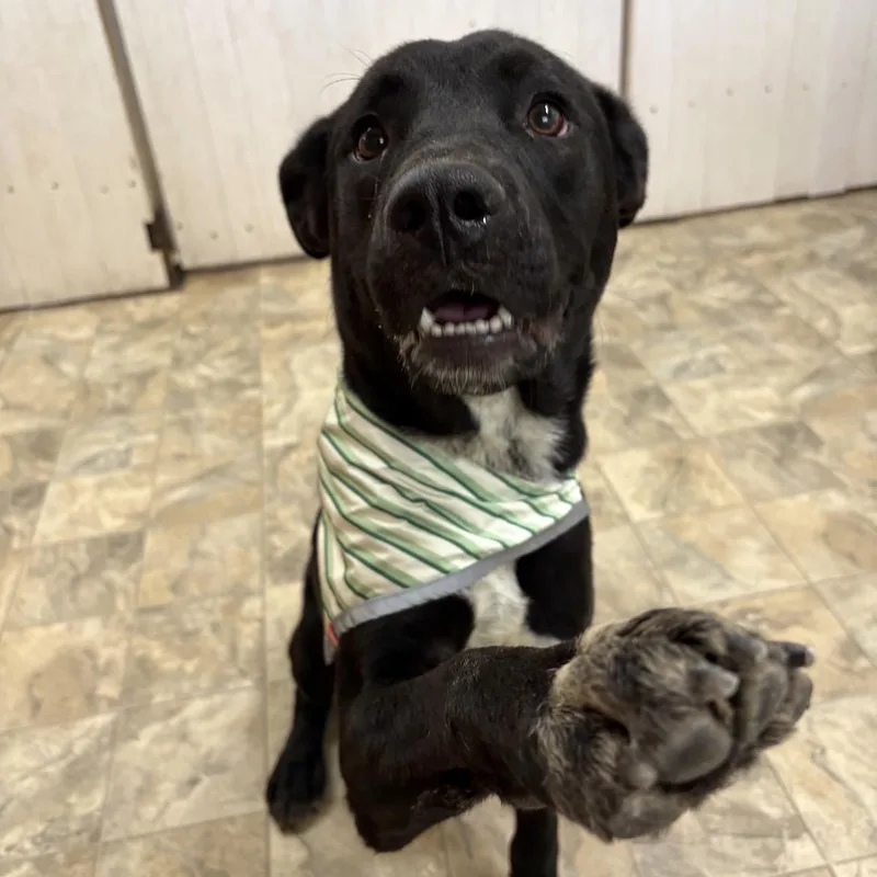 An adult medium-sized male Black Labrador Retriever dog named Justin for adoption in Pilot Point, TX