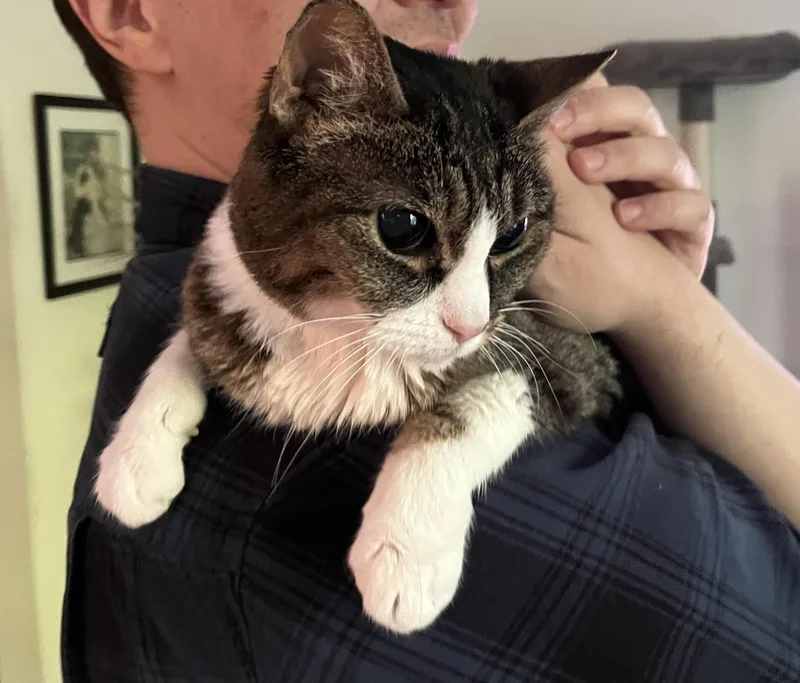 A senior medium-sized female Tabby (Brown / Chocolate) Domestic Short Hair cat named Eloise for adoption in Chicago, IL