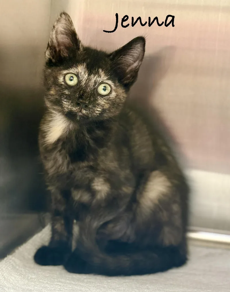 A baby medium-sized female Calico Domestic Short Hair cat named Jenna for adoption in Pawleys Island, SC
