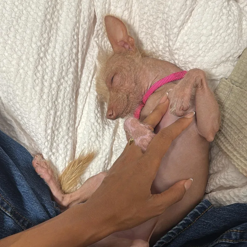 A young small-sized male Xoloitzcuintli / Mexican Hairless dog named Biggie for adoption in Brooklyn, NY