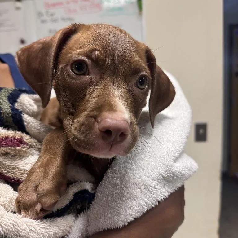 A baby small-sized female Brown / Chocolate American Staffordshire Terrier dog named Dot for adoption in Baltimore, MD
