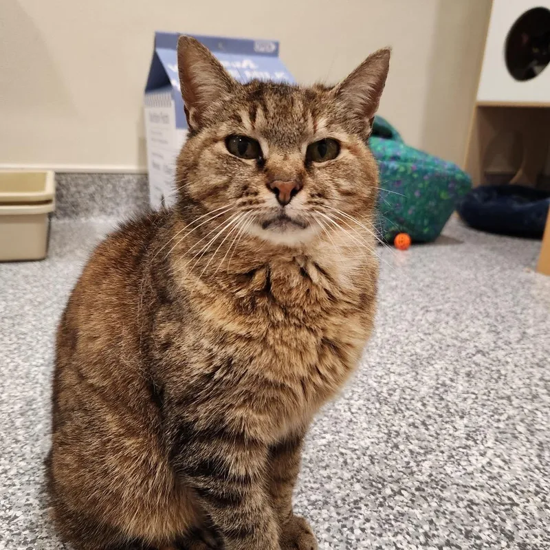 A senior medium-sized female Domestic Short Hair cat named Bobbette for adoption in Cumming, GA