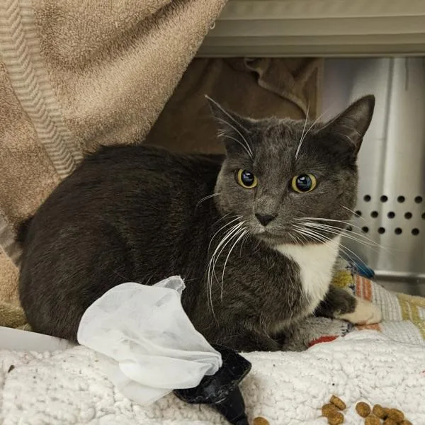 An adult medium-sized female Domestic Short Hair cat named Cinder for adoption in Oakland, CA