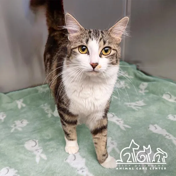 A young small-sized female Domestic Short Hair cat named Fifa for adoption in Irvine, CA