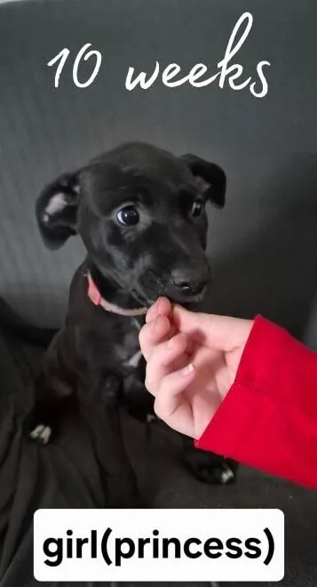 A baby small-sized female Tricolor (Brown, Black, & White) Labrador Retriever dog named Princess for adoption in Colorado Springs, CO