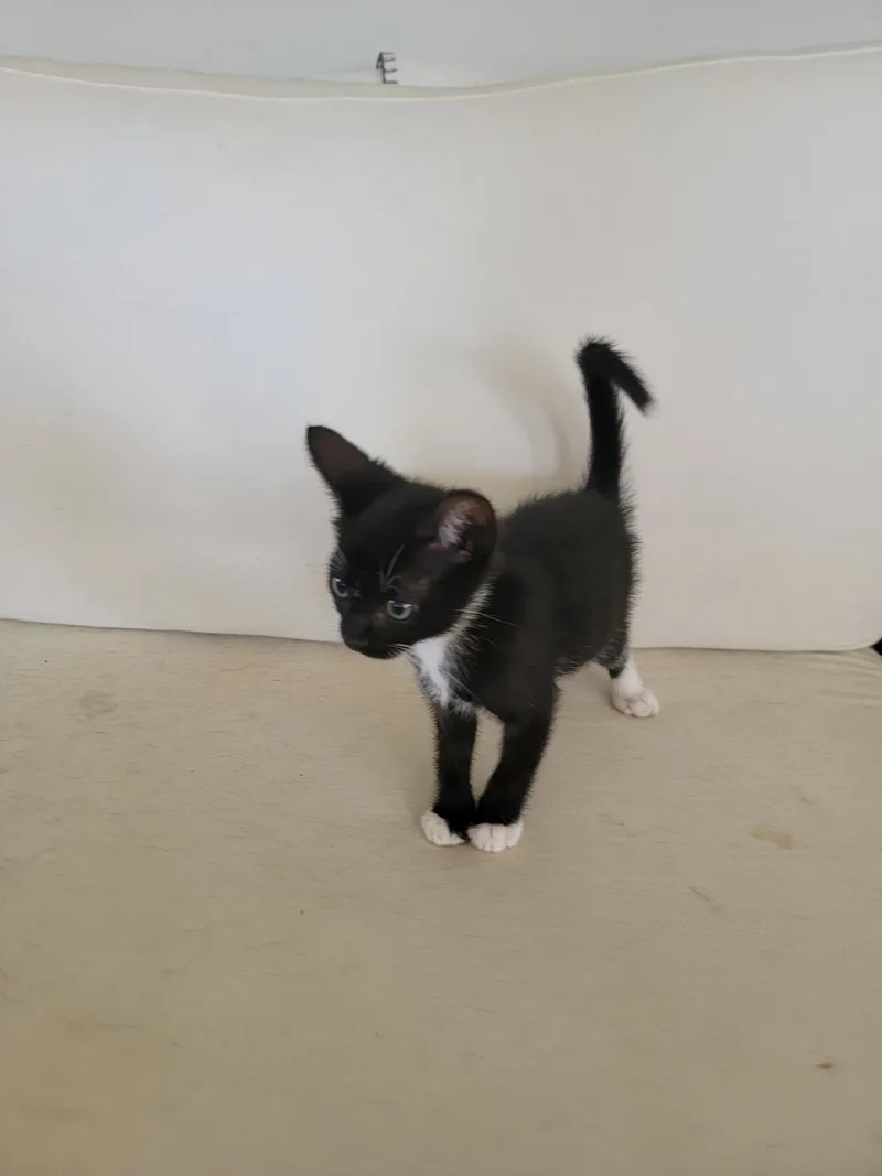 A baby small-sized female Domestic Short Hair cat named Mina for adoption in Long Beach, CA