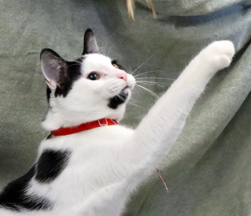 A baby medium-sized male Domestic Short Hair cat named K Ci for adoption in Jonesboro, AR