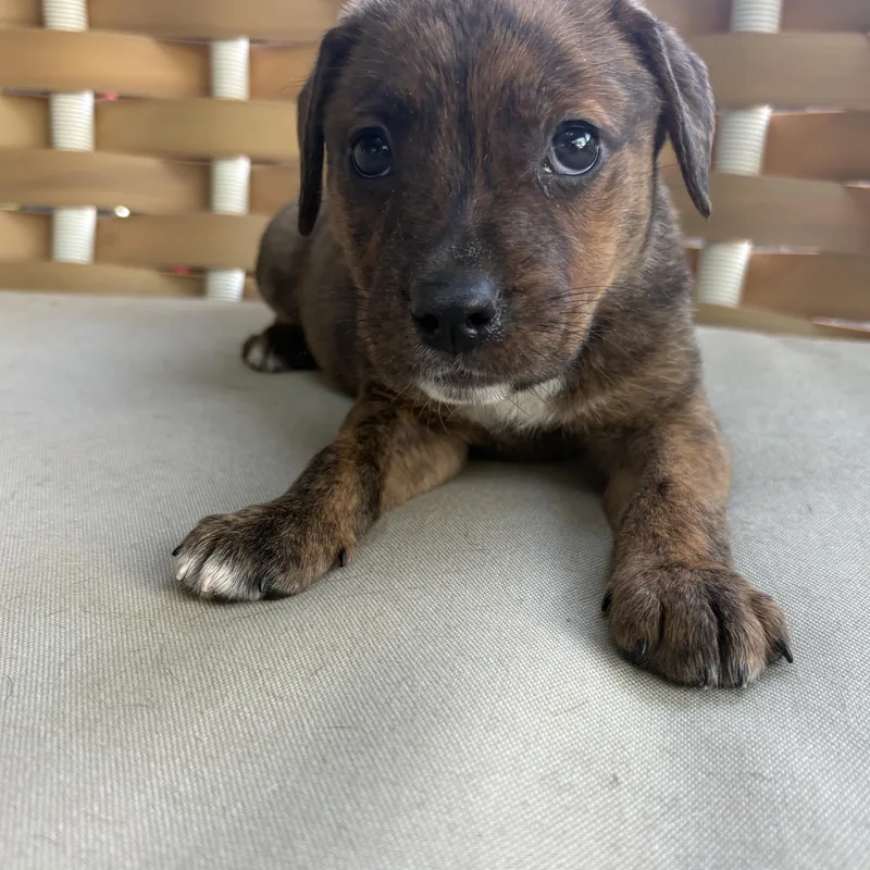 Francesca thumbnail 2