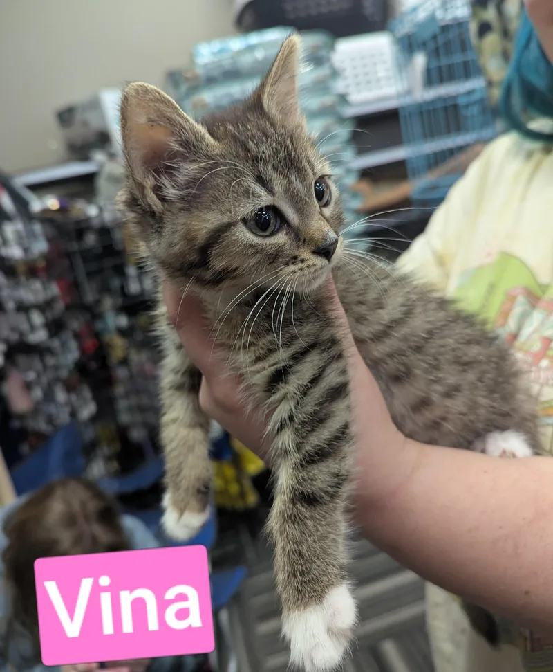 A baby medium-sized female Domestic Short Hair cat named Vina for adoption in West Richland, WA
