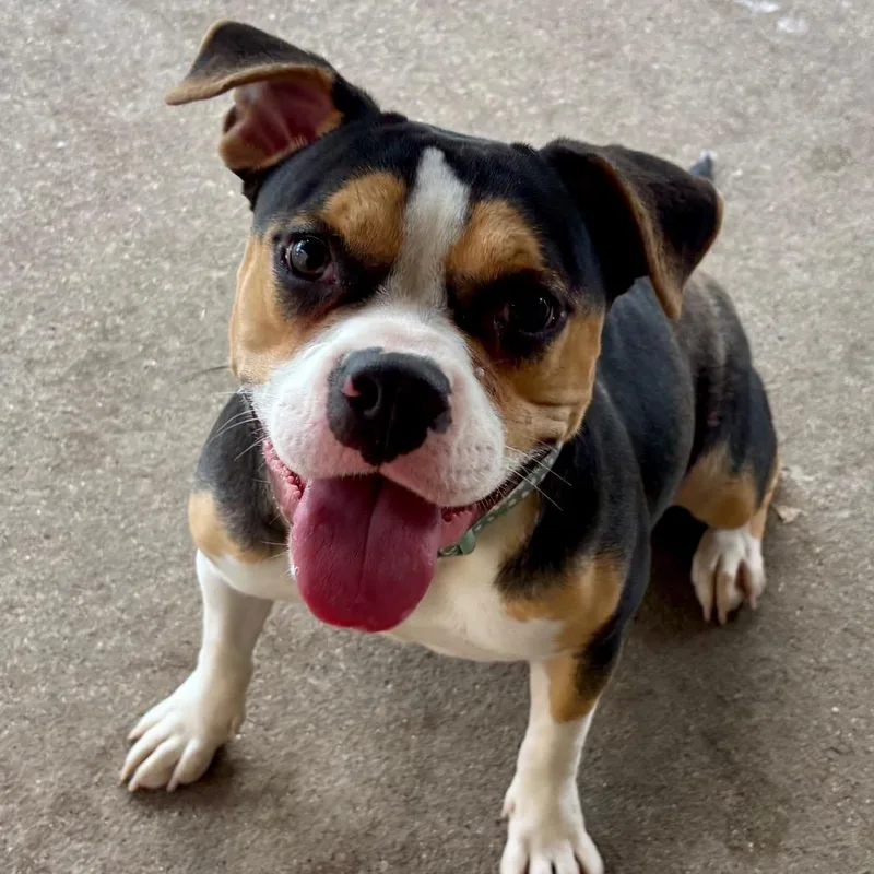 A young medium-sized female Black Mixed Breed dog named Cleo for adoption in Edwardsville, IL