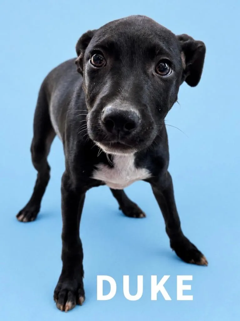 A baby small-sized male Labrador Retriever dog named Duke for adoption in Rutherfordton, NC