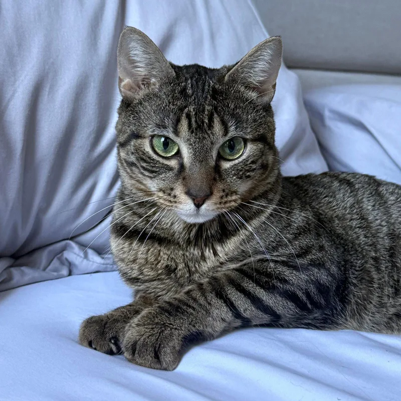 An adult medium-sized male Domestic Short Hair cat named Venom for adoption in Brooklyn, NY