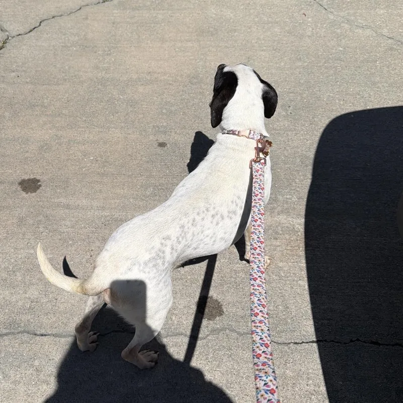 Cordelia thumbnail 2