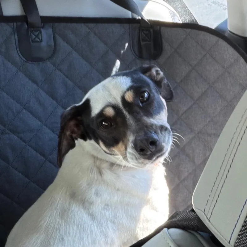 Cordelia thumbnail 3