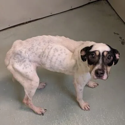 Cordelia thumbnail 4