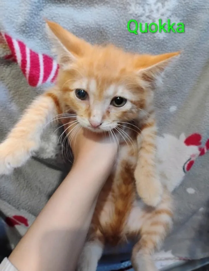 A baby medium-sized male Domestic Short Hair cat named Quokka for adoption in Hartford City, IN
