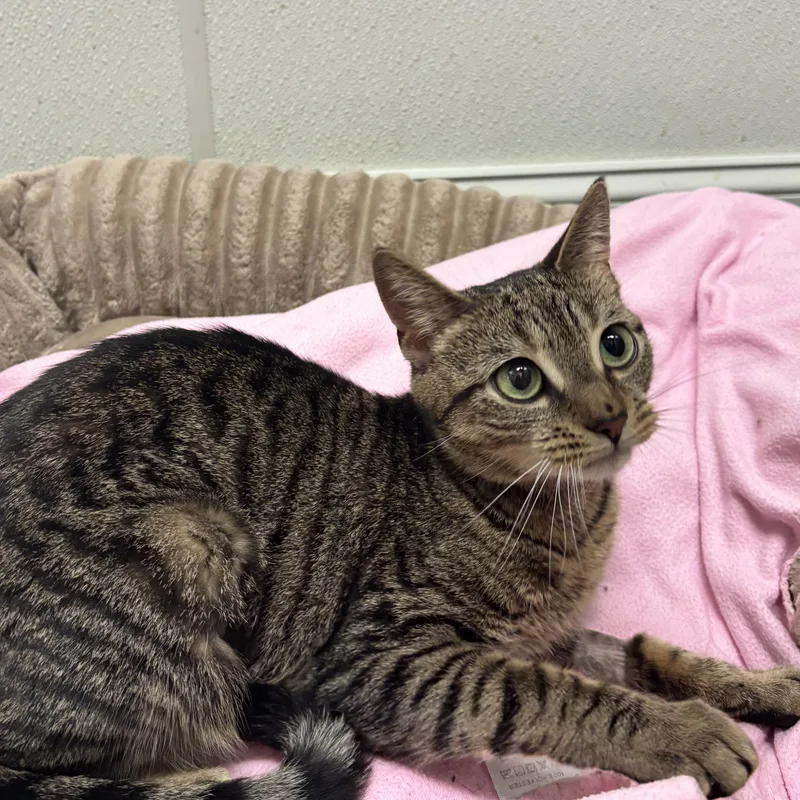 A young medium-sized female Tabby (Brown / Chocolate) Domestic Short Hair cat named Posie for adoption in Fall River, MA