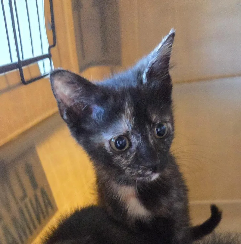 A baby small-sized female Domestic Short Hair cat named Isabella for adoption in Bossier City, LA