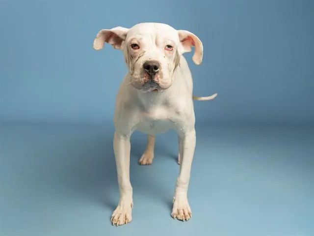 A young small-sized female Pit Bull Terrier dog named Princess for adoption in Phoenix, AZ