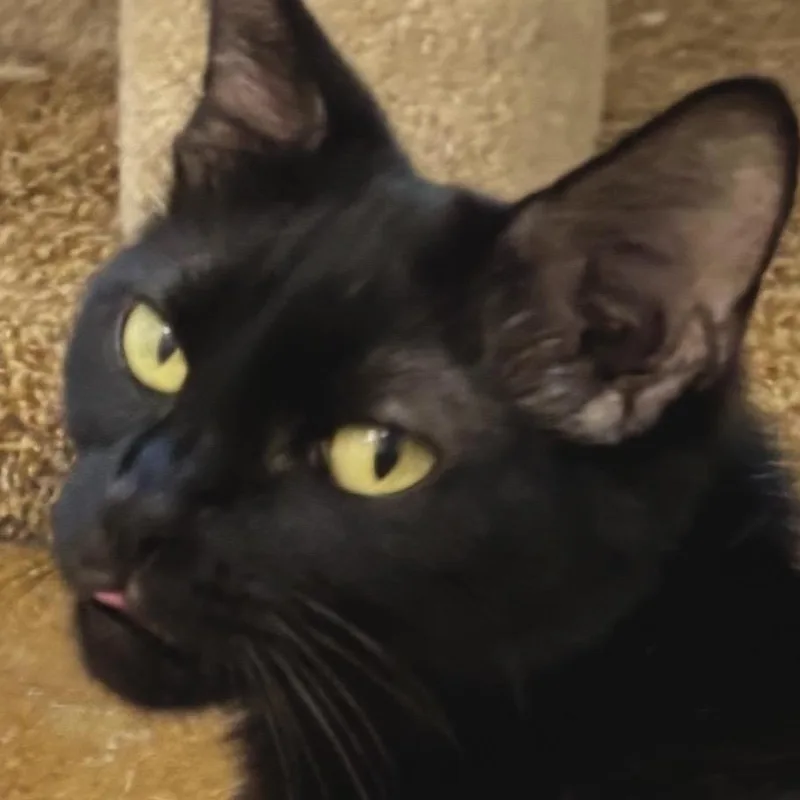 An adult medium-sized female Black Domestic Short Hair cat named Emmy for adoption in Tuscaloosa, AL