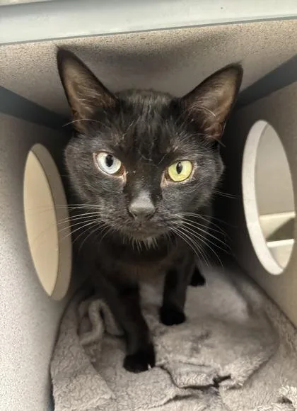 An adult small-sized female Domestic Short Hair cat named Licorice  I am for adoption in East Brookfield, MA