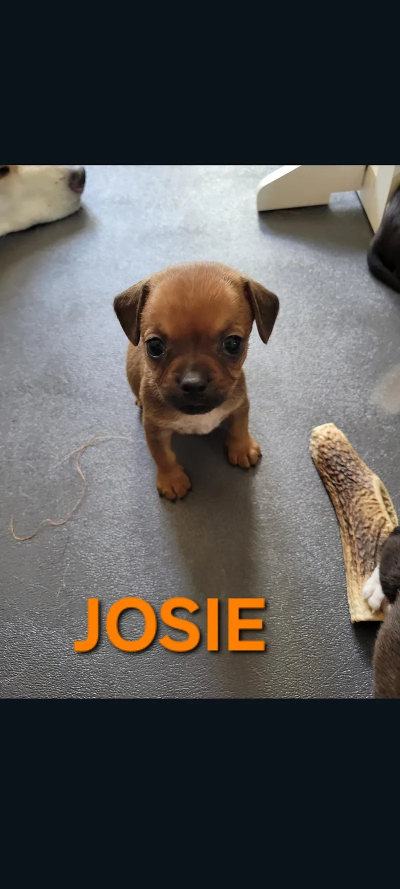 A baby small-sized female Terrier dog named Josie for adoption in Lewis Center, OH