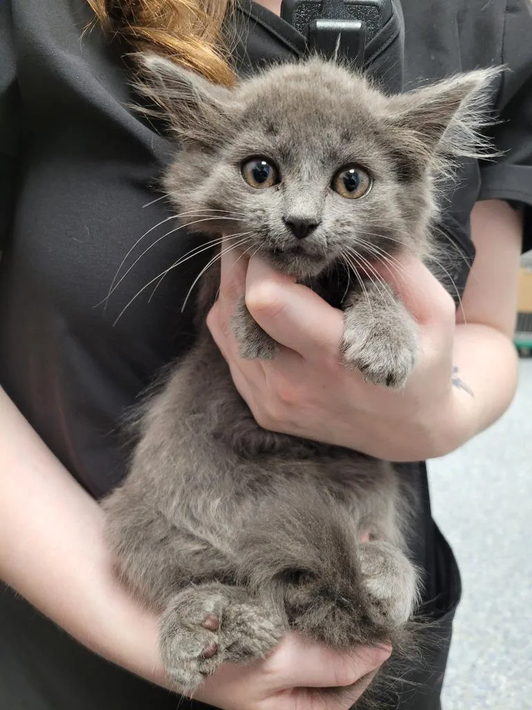 A baby small-sized male Domestic Long Hair cat named Andy Belle for adoption in Angola, IN
