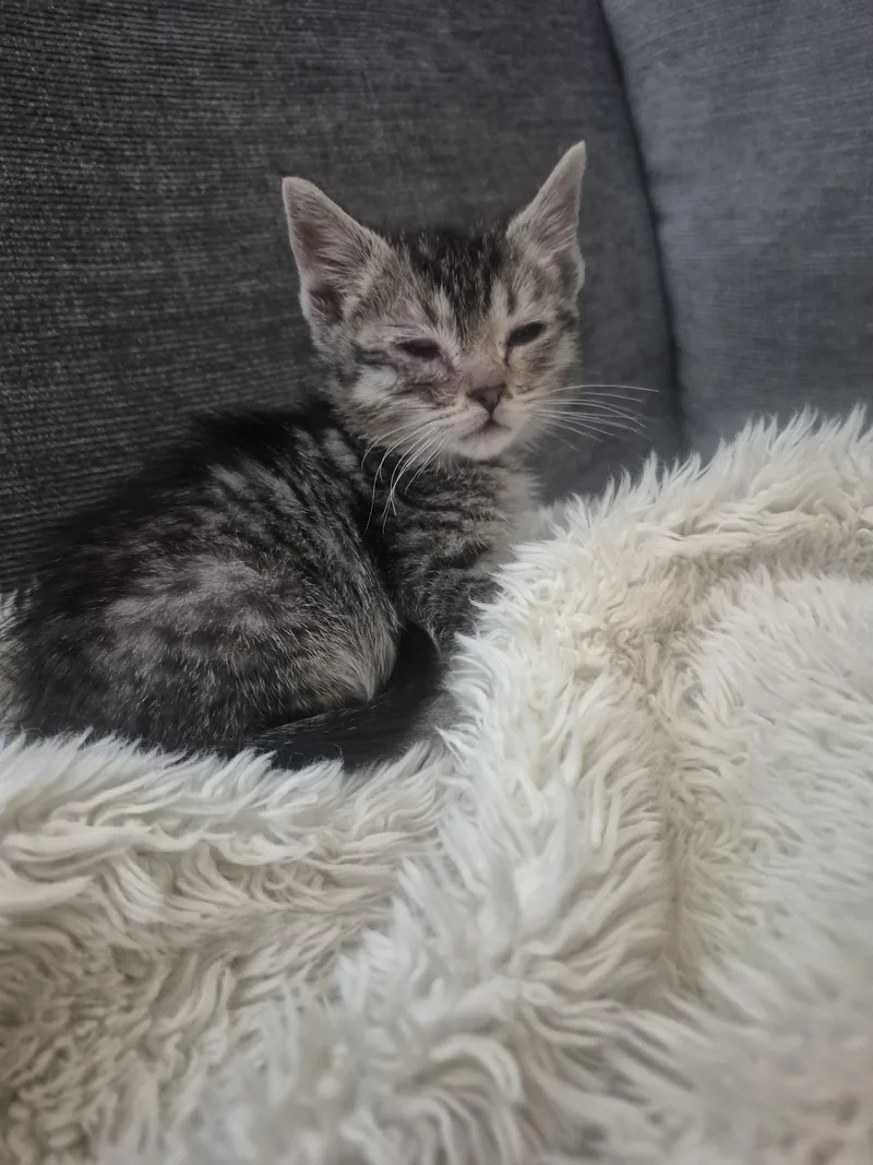 A baby medium-sized male Tabby (Brown / Chocolate) Domestic Short Hair cat named Luke for adoption in Fruit Heights, UT