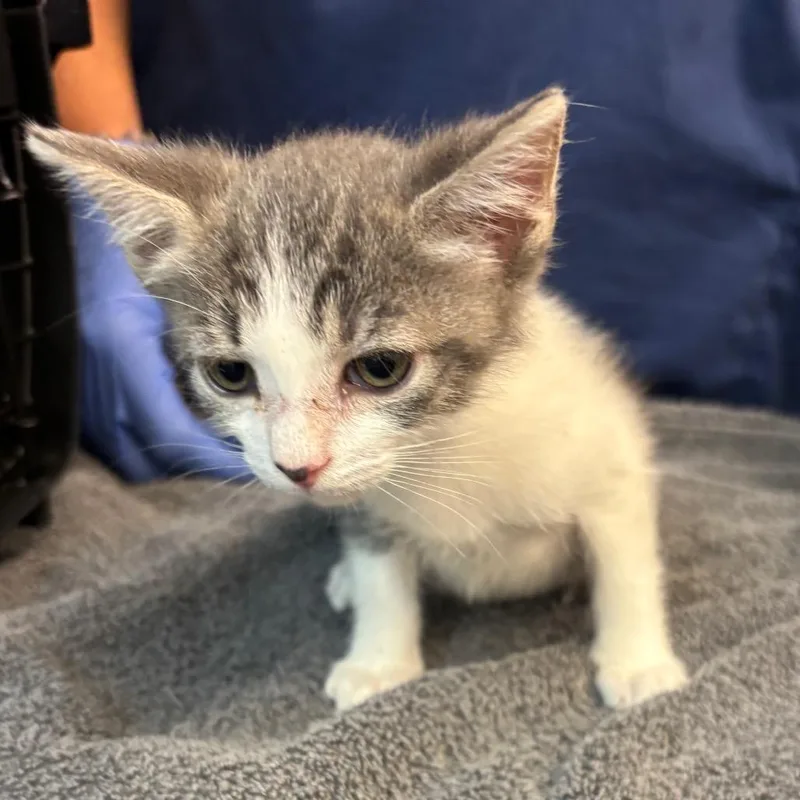 A baby small-sized female Gray / Blue / Silver Domestic Short Hair cat named Taffy for adoption in Los Angeles, CA