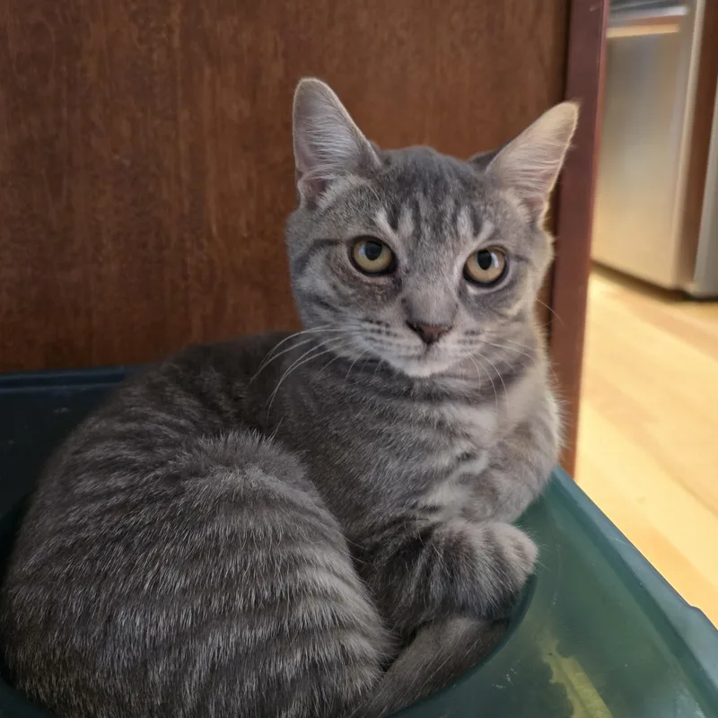 A baby medium-sized male Gray / Blue / Silver Tabby cat named Felix for adoption in Woodbridge, NJ