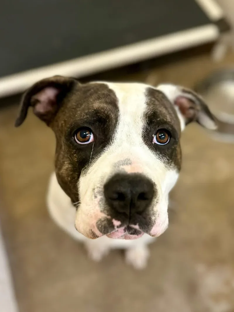 An adult medium-sized male Brown / Chocolate Mixed Breed dog named Billiard for adoption in Sherman, TX