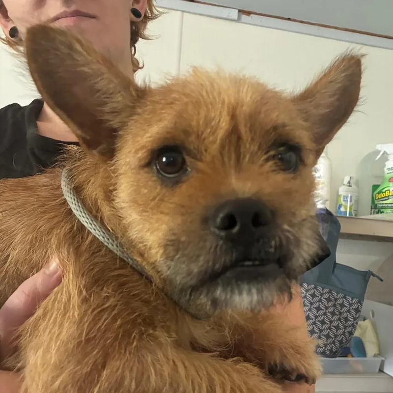 A young small-sized male Yellow / Tan / Blond / Fawn Cairn Terrier dog named Jimmy for adoption in Hattiesburg, MS