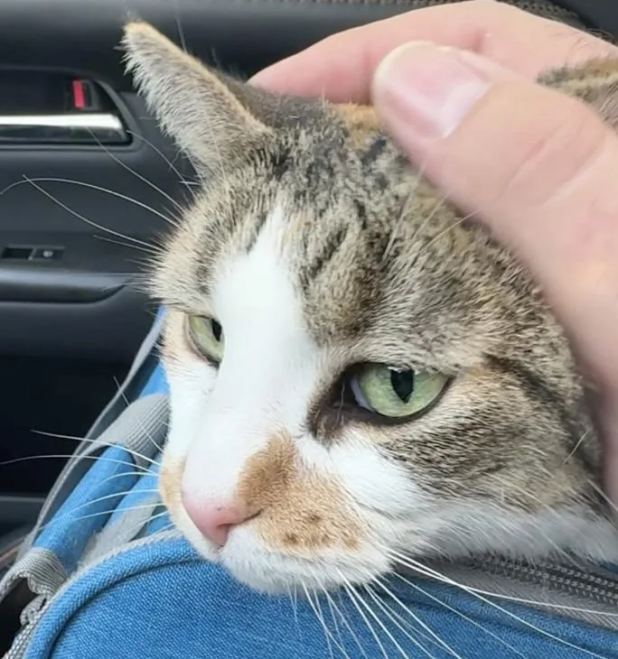 An adult medium-sized female Domestic Short Hair cat named Delilah for adoption in Wells, ME