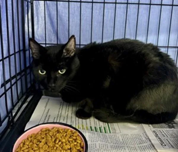 An adult large-sized female Domestic Short Hair cat named Morticia for adoption in Dallas, GA