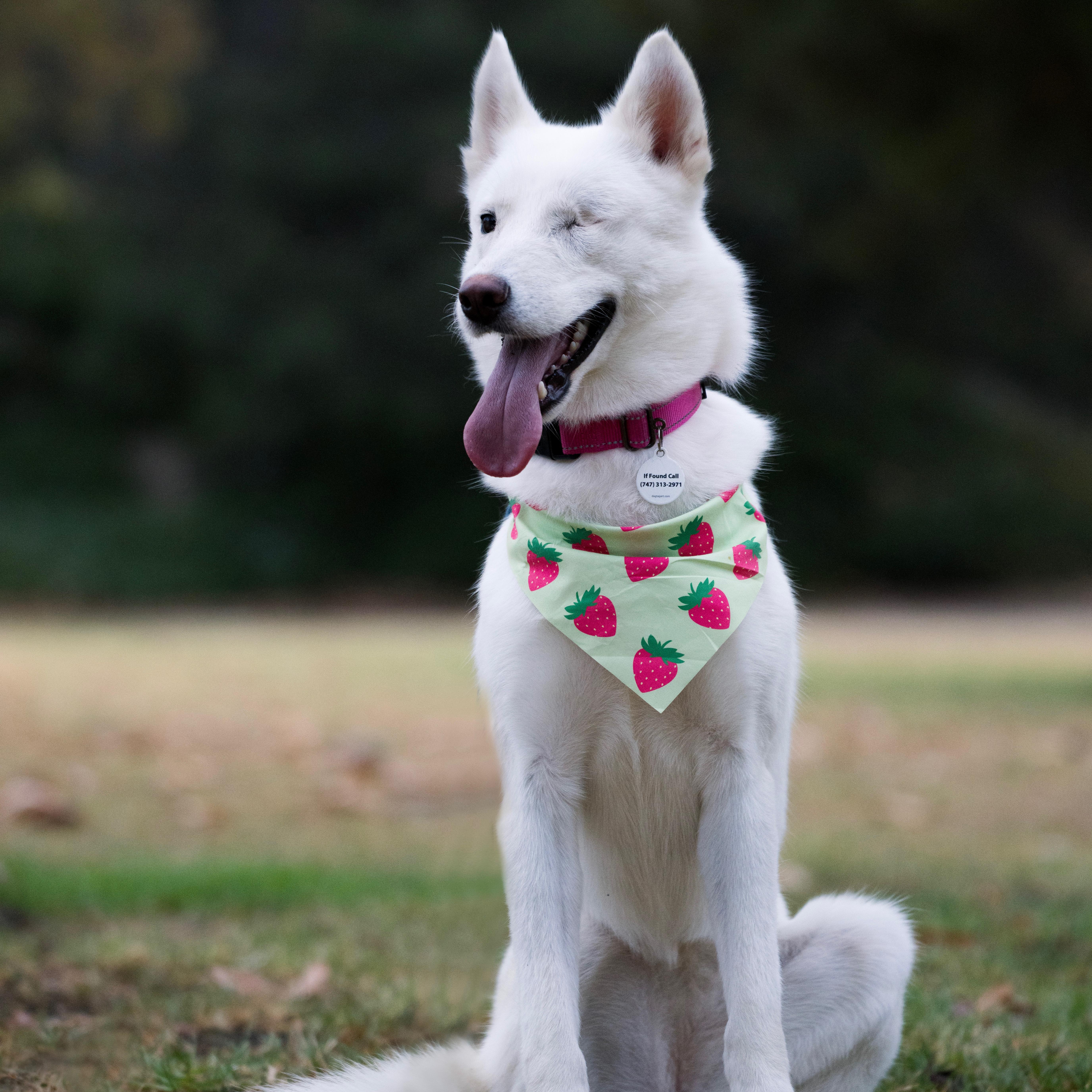 A young medium-sized female White / Cream Husky dog named Ariel for adoption in Torrance, CA