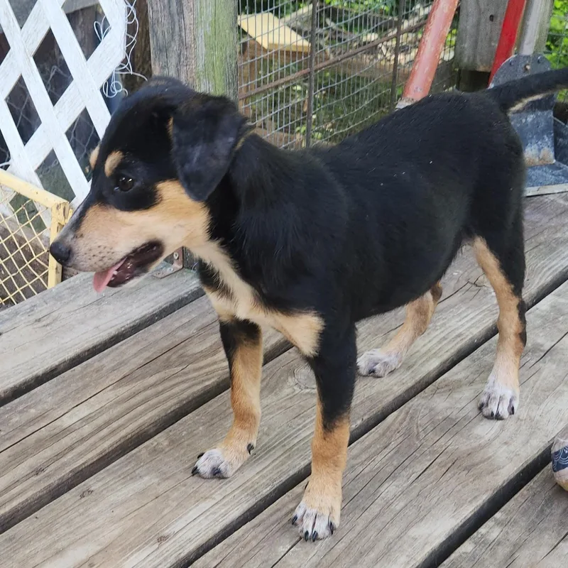 Xena
