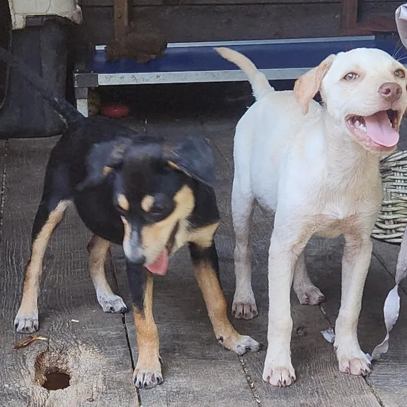 Xena thumbnail 5