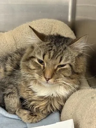 An adult small-sized male Domestic Short Hair cat named Wasabi for adoption in West Chester, PA