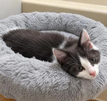A baby small-sized male Domestic Short Hair cat named Grux for adoption in Elk Grove Village, IL