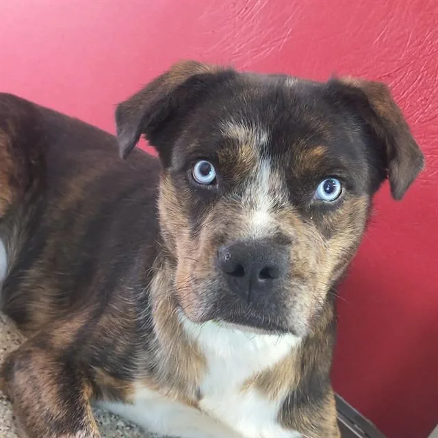 Oso