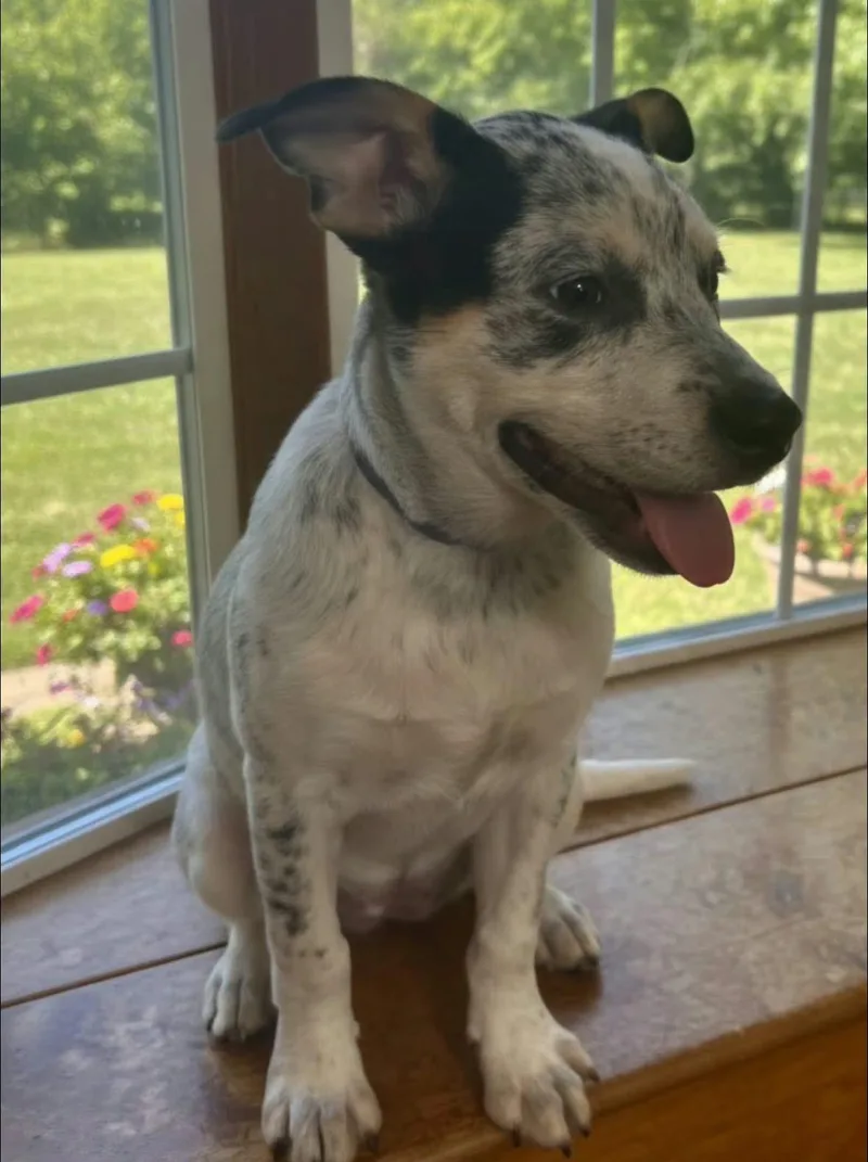 A baby medium-sized female Australian Cattle Dog / Blue Heeler dog named Clara Belle for adoption in Alexander, AR