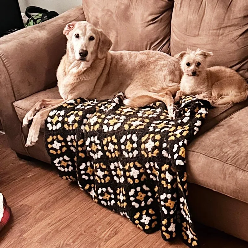 A senior large-sized male Red / Chestnut / Orange Hound dog named BONDED PAIRRodie and Honey for adoption in Chantilly, VA