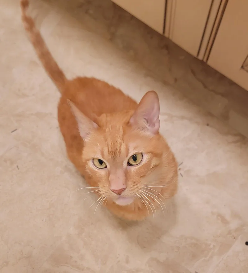 A senior medium-sized male Orange / Red Domestic Short Hair cat named Bosley for adoption in Boynton Beach, FL