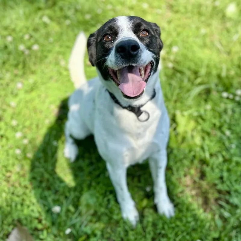 An adult medium-sized male White / Cream Mixed Breed dog named Shawn for adoption in Warrensburg, MO
